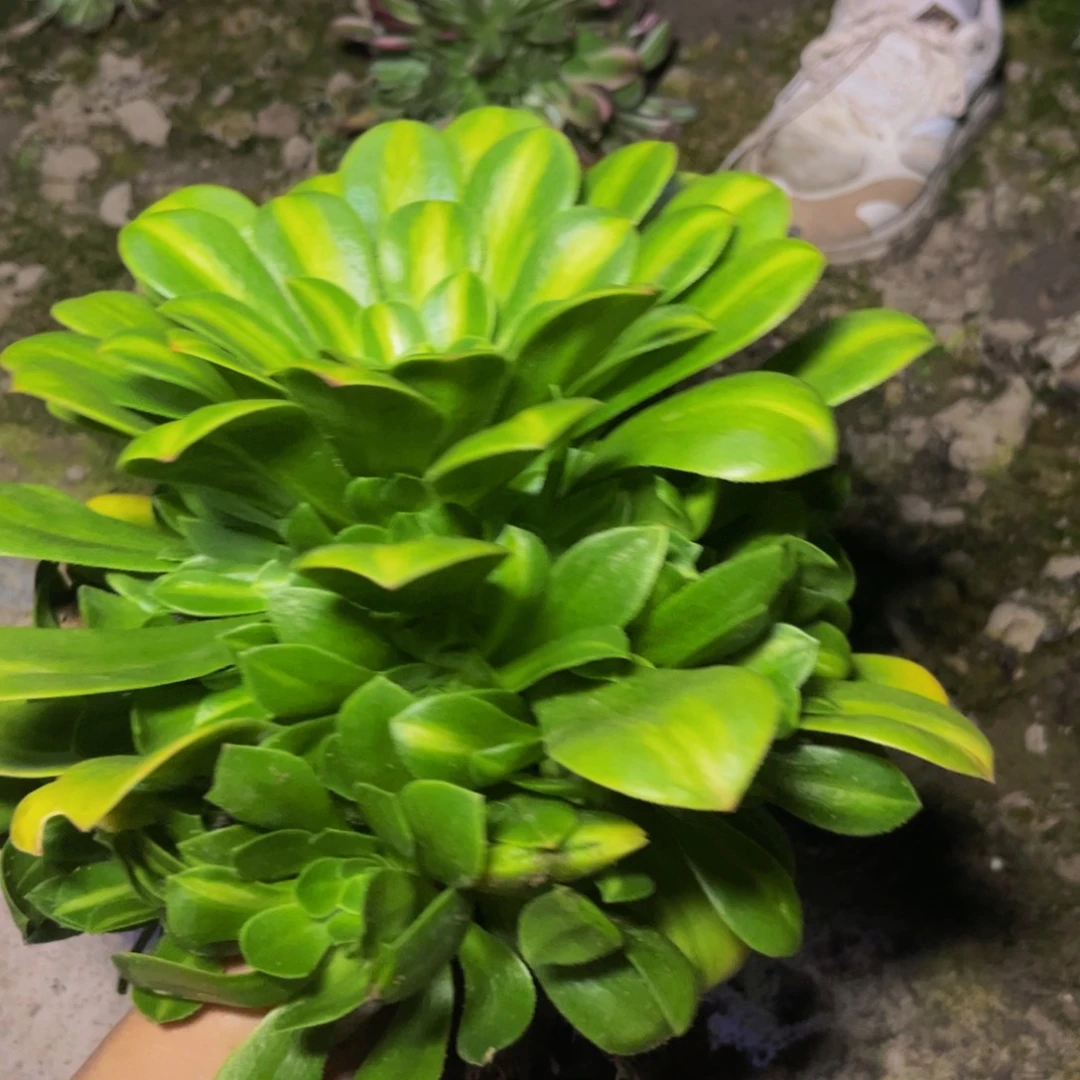 翡翠琉璃多肉植物捧花的