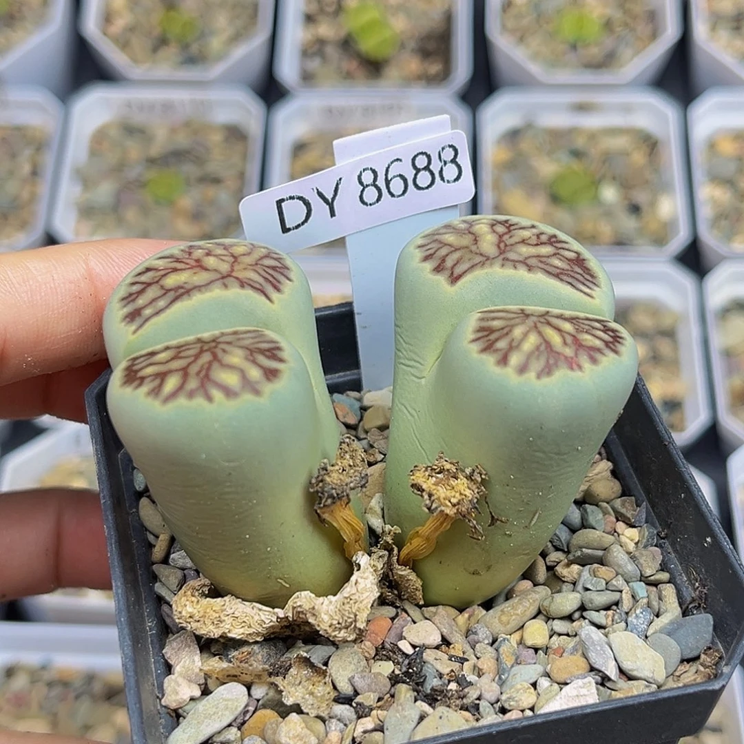 一物一拍绿体菊8688