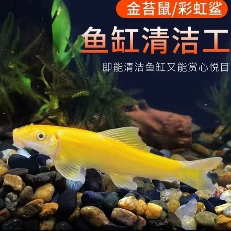 【大促热削】金苔鼠彩虹鲨白鼠花鼠青铜鼠热带鱼工具鱼垃圾鱼清理鱼
