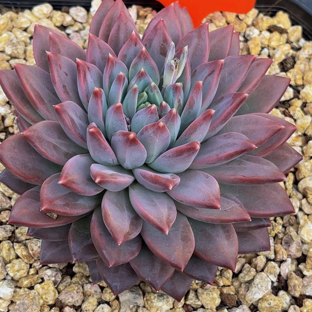 2503号上午多肉植物群生多肉植物