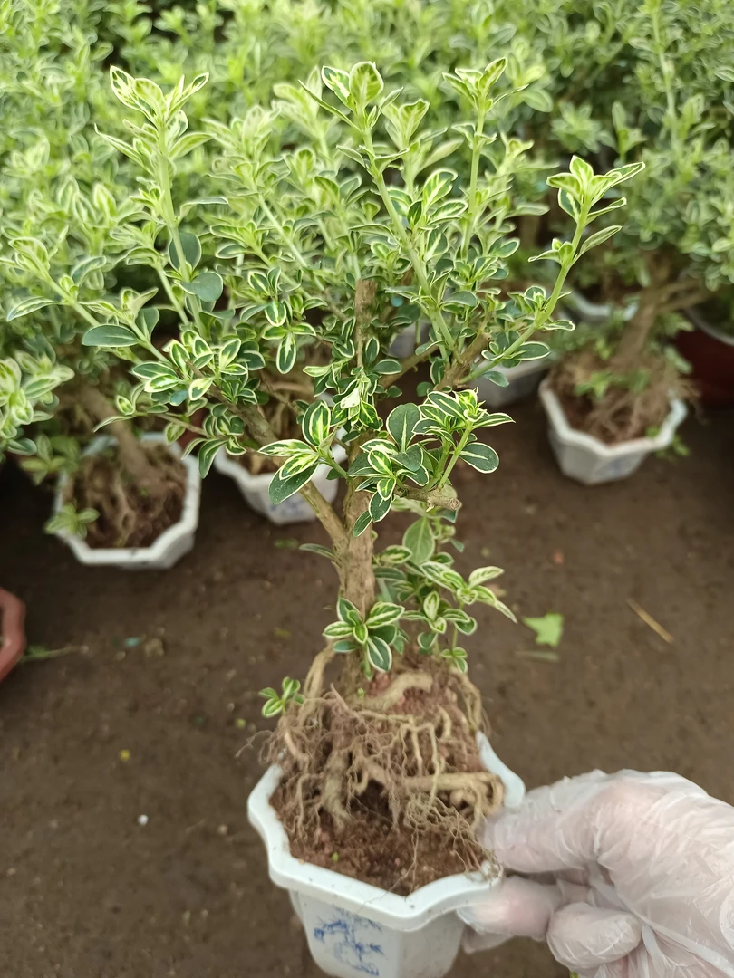 绿植花卉 提根六月雪