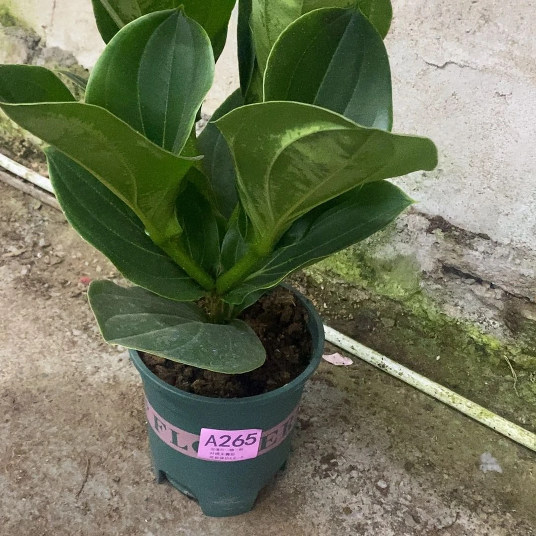 木本植物朔*木本花卉265