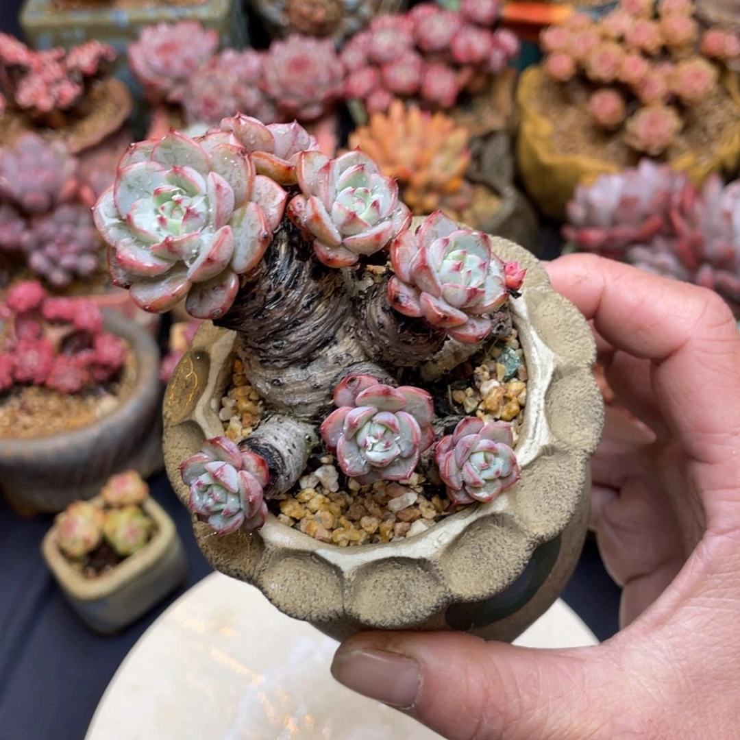 晴天老桩粗腿群生