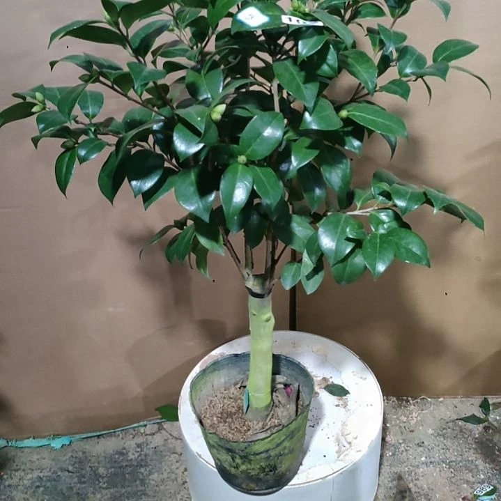102大盒锦 原盆原土发货，不包邮