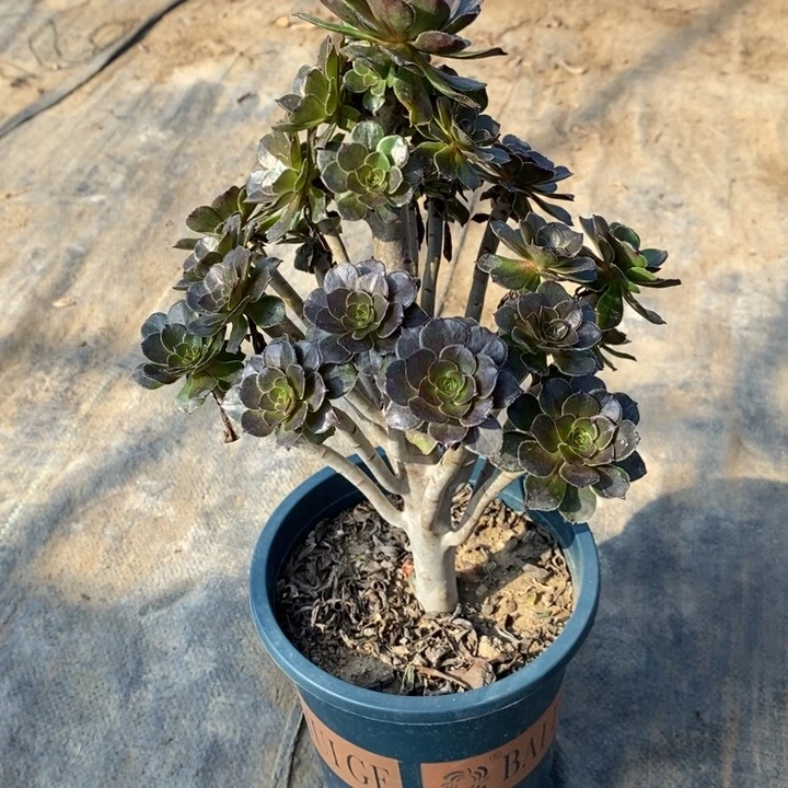 灰豆45多肉植物法师的