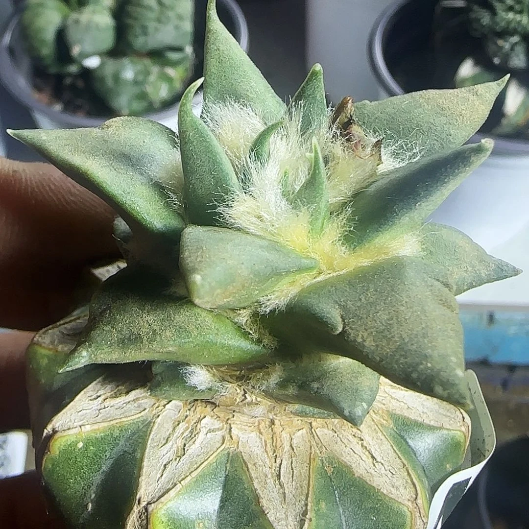 龙牙247仙人球开花