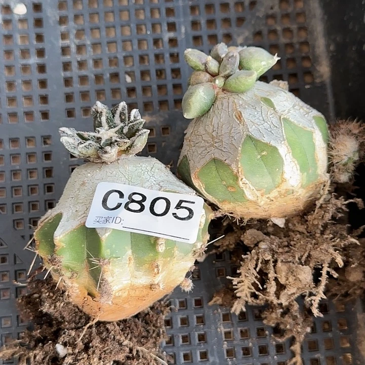 c****q苗接牡丹组合805