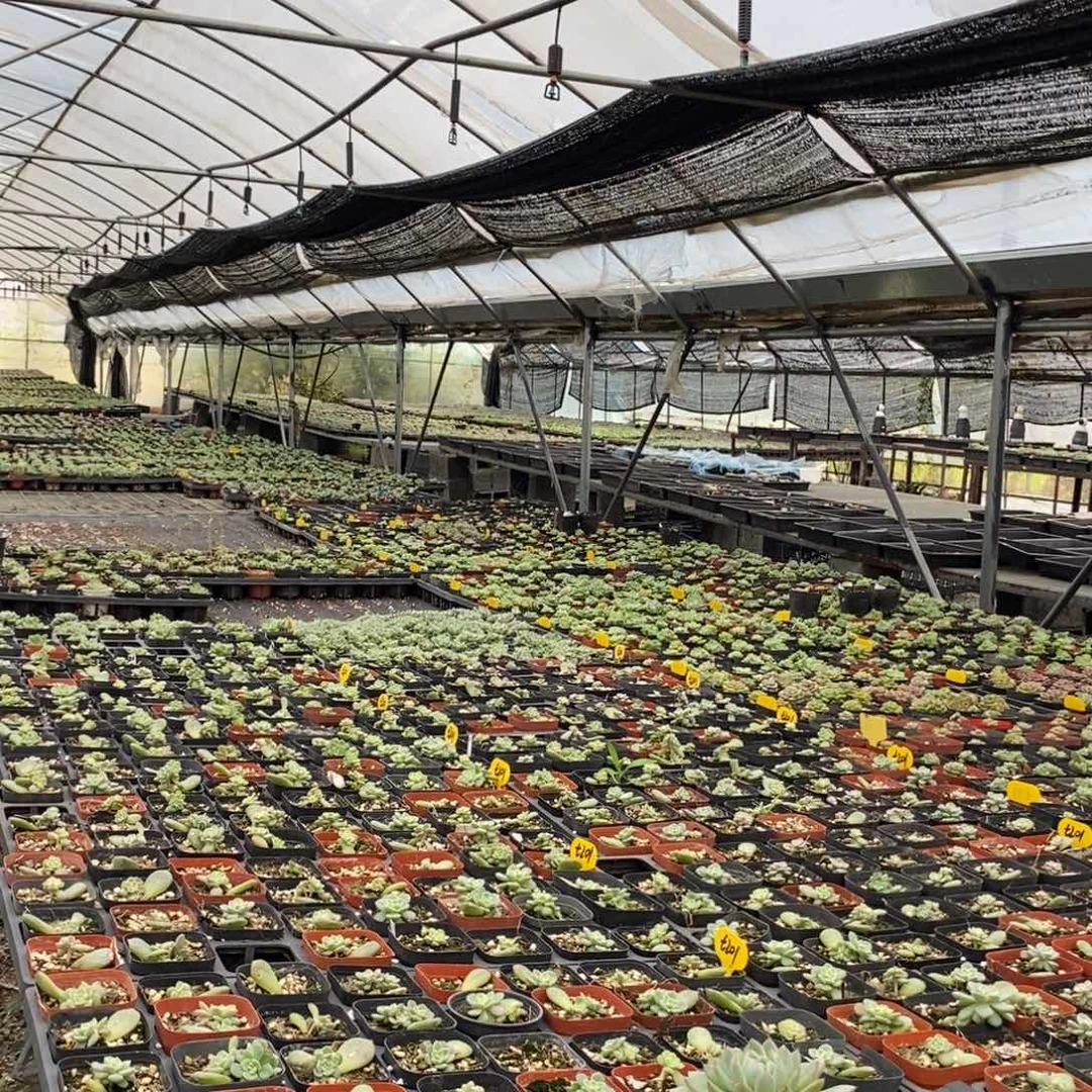 20款甜心不重复叶片