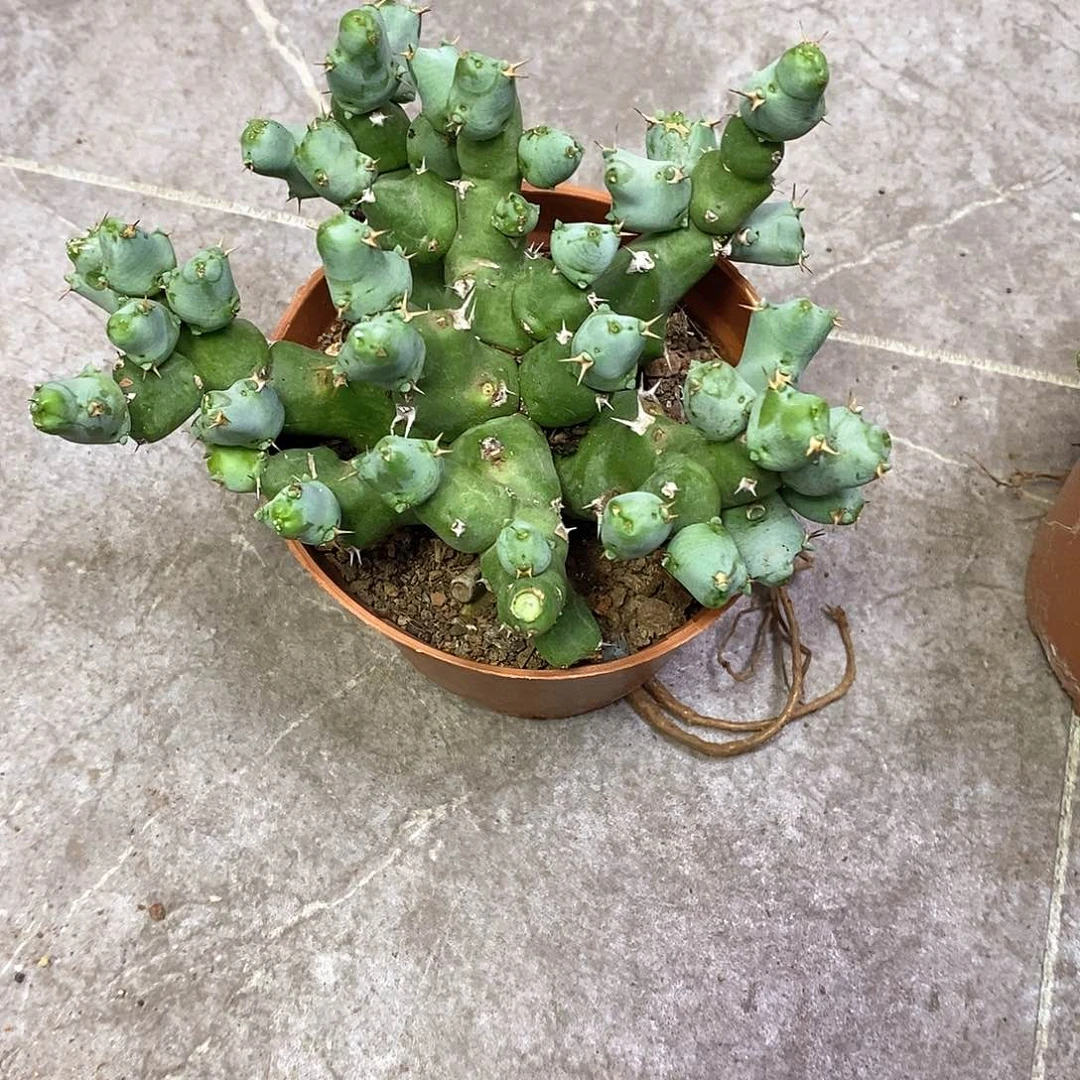 玲***姐一物一拍一棵仙人球