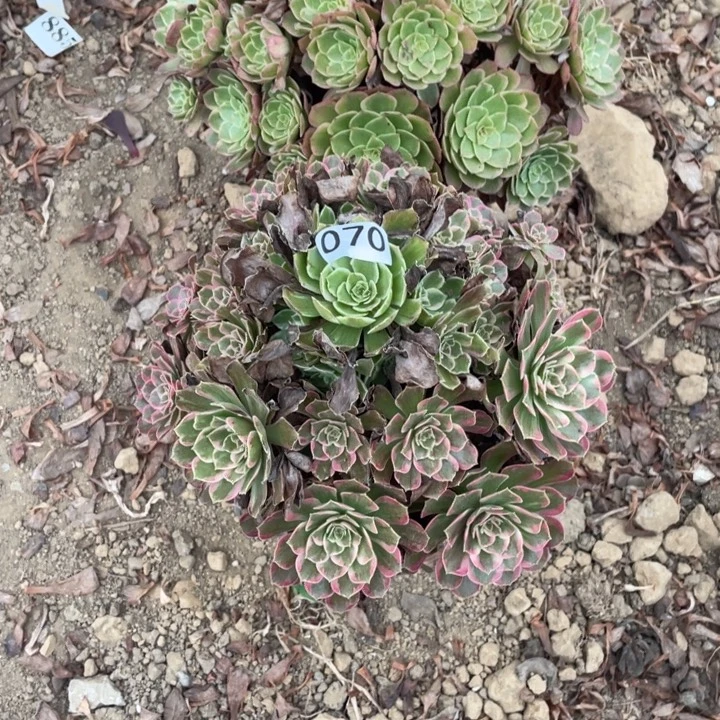 无***痕无花朵070，983多肉植物2棵