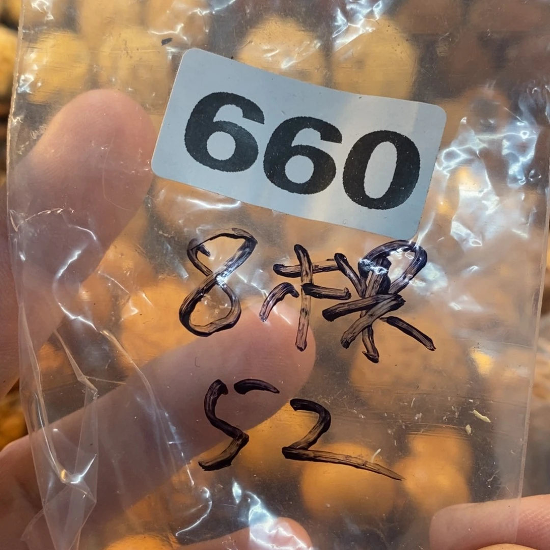 草珠菩提吊坠好**茶