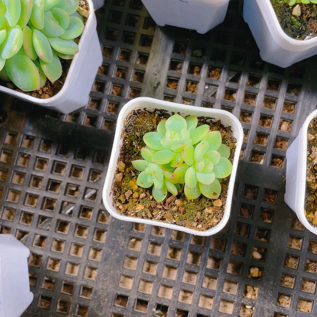 花*猫西米露小橙子三头盆一个满25包邮