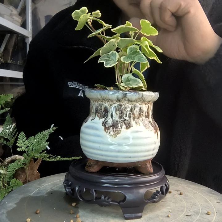 小*裕小盆景小植物一物一拍133