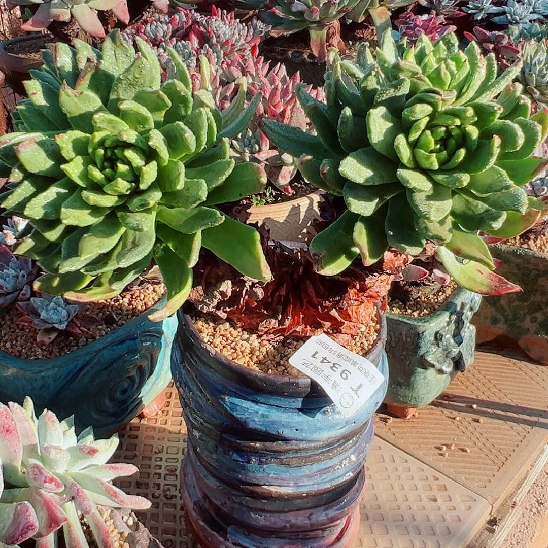 9341绿体苹果叶杂交