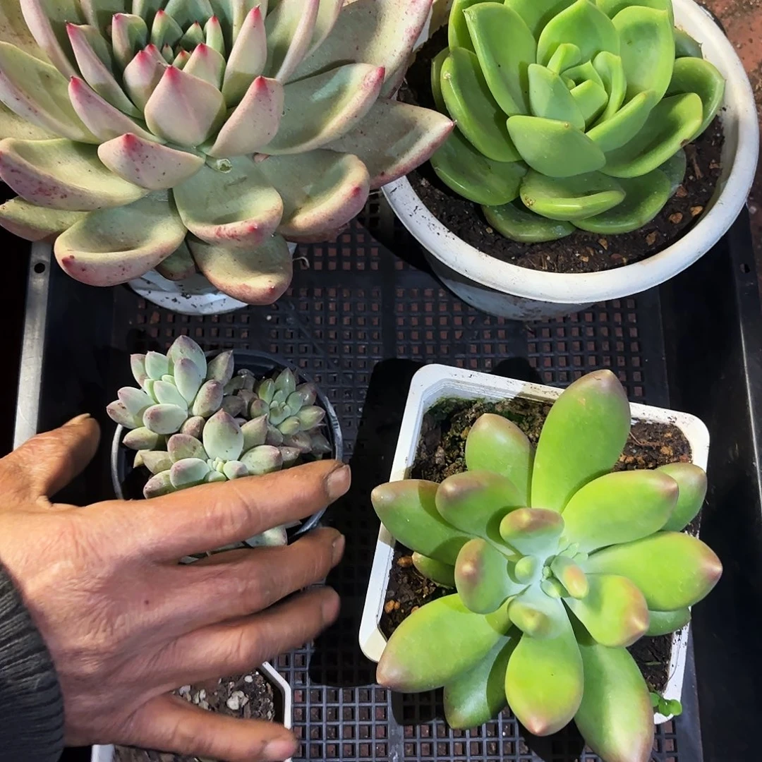 多肉植物空拍226号