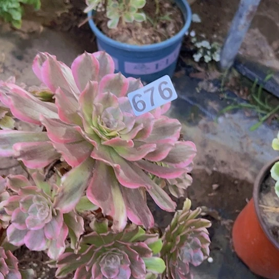 毒***液多肉植物一个法师