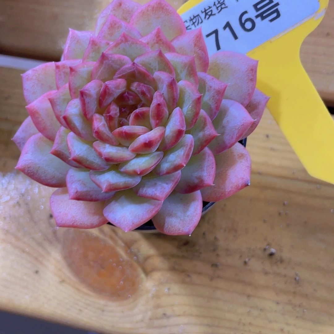 716号 孤品粉透珍妮单头