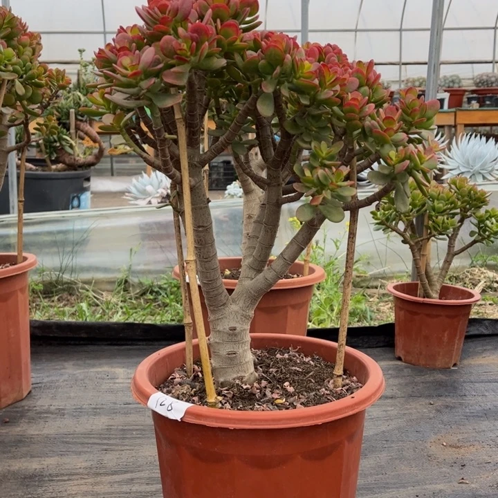 邓*大颗姬红花月带点土球发货 不退不换