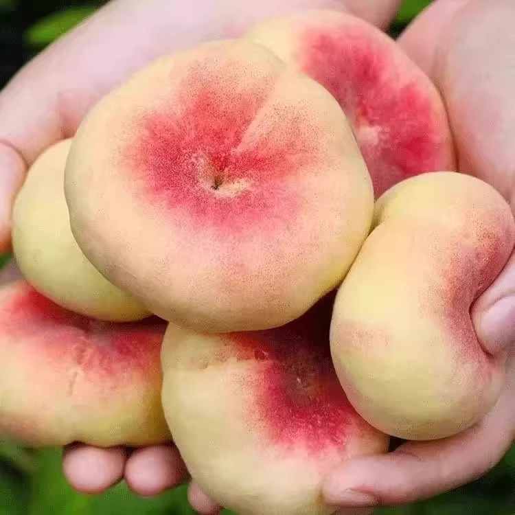 现摘陕西红蟠桃桃子新鲜水果应当季高山水蜜毛桃扁桃 整箱包邮