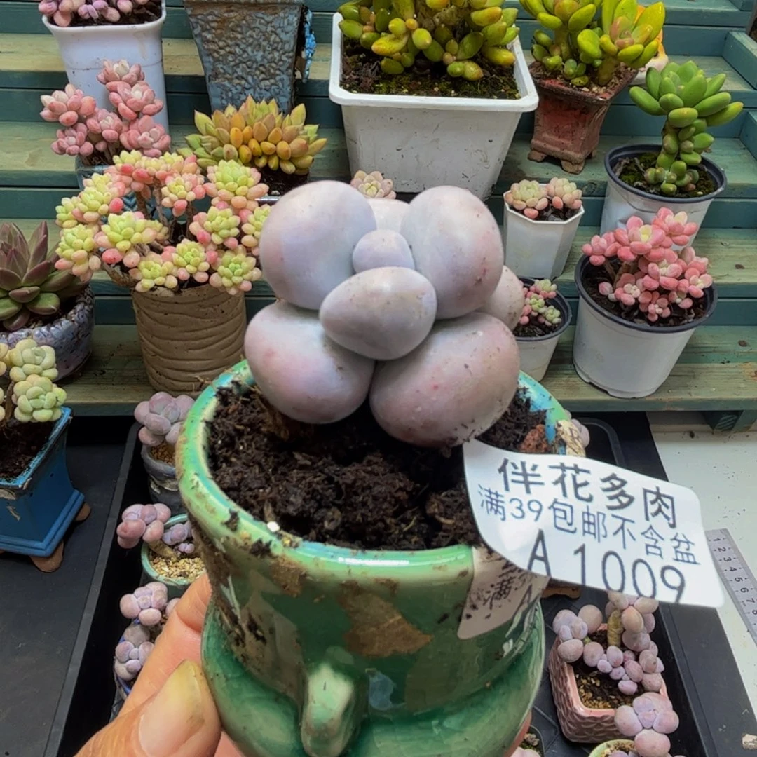 1009芭比奶酪3cm多肉