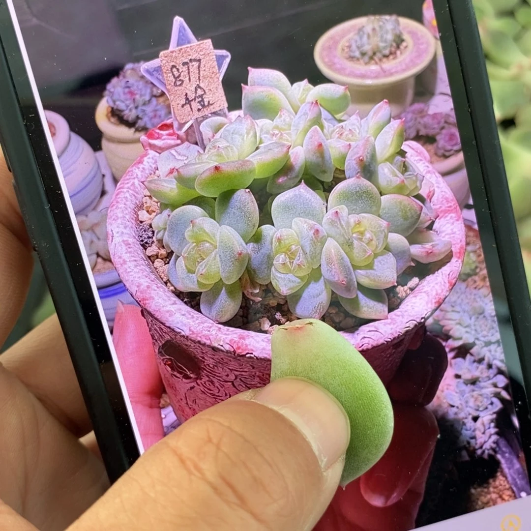 纯叶片甜心877叶片一个