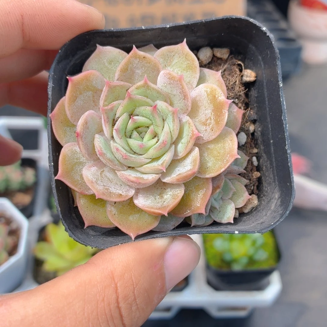 昂斯诺多肉9.9包邮发货