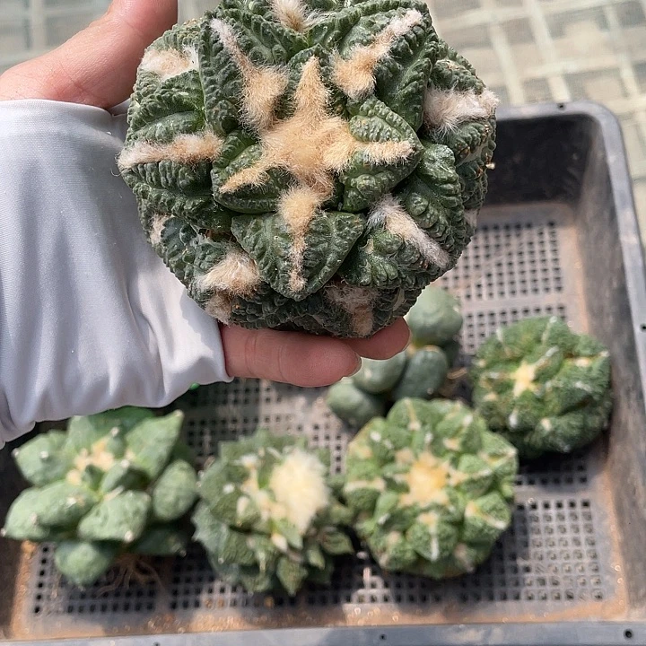 自根深沟尤龟甲微瑕疵