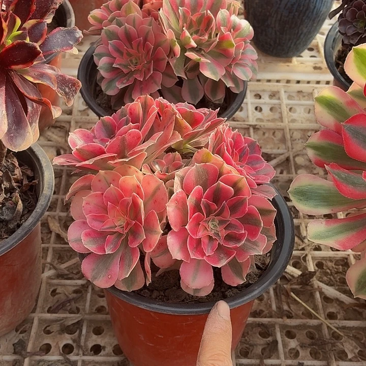 0***8粉女巫小棵拼单福利