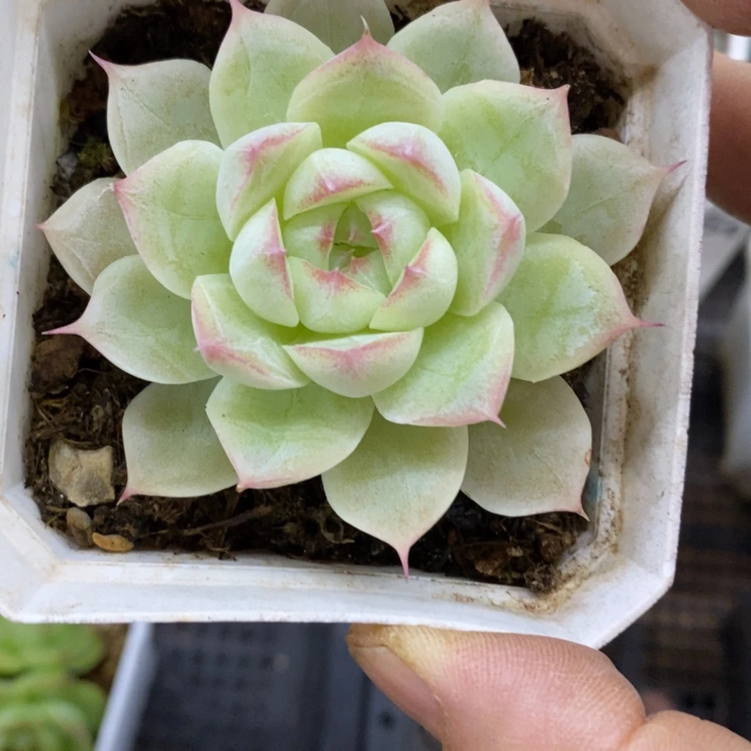 精品多肉一物一拍不包整255