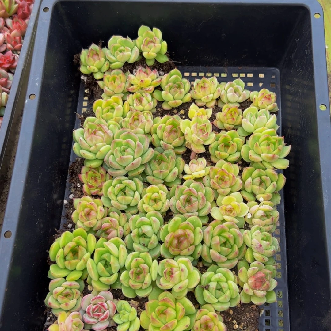 335多肉植物和植物在这里