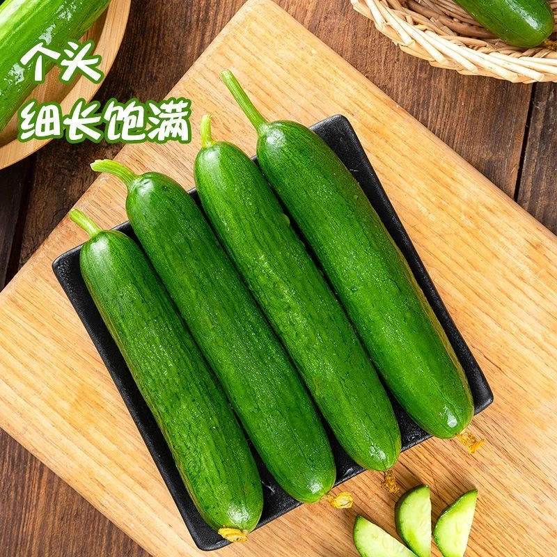 【活动抢购】新鲜水果黄瓜山东寿光水果黄瓜新鲜无刺脆甜小青瓜