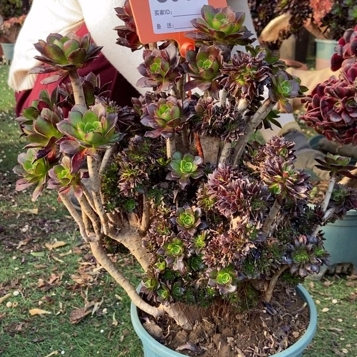 芳*047黑法师缀化朵朵老桩