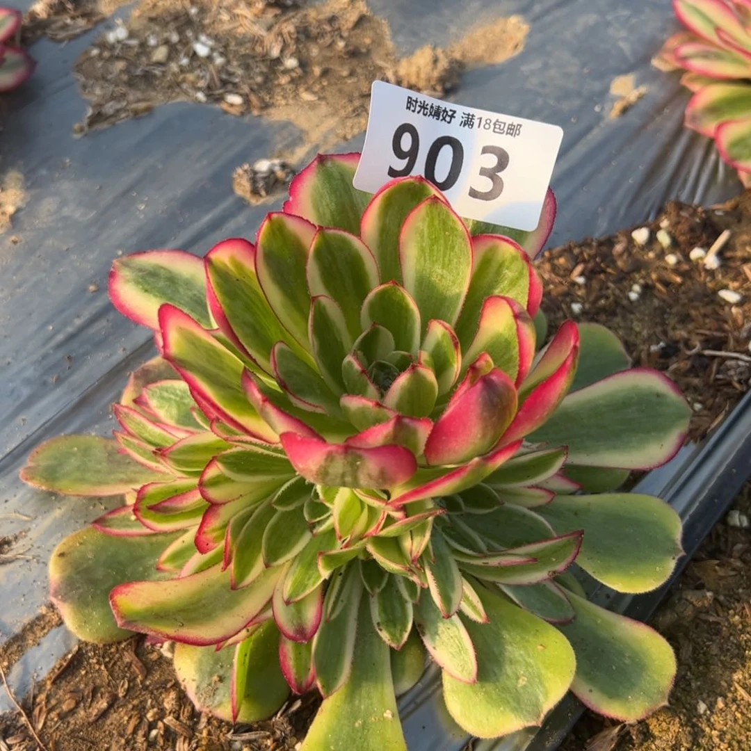 903荔枝多肉植物