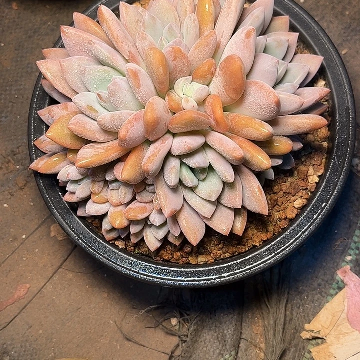 果糖多肉植物一物一拍