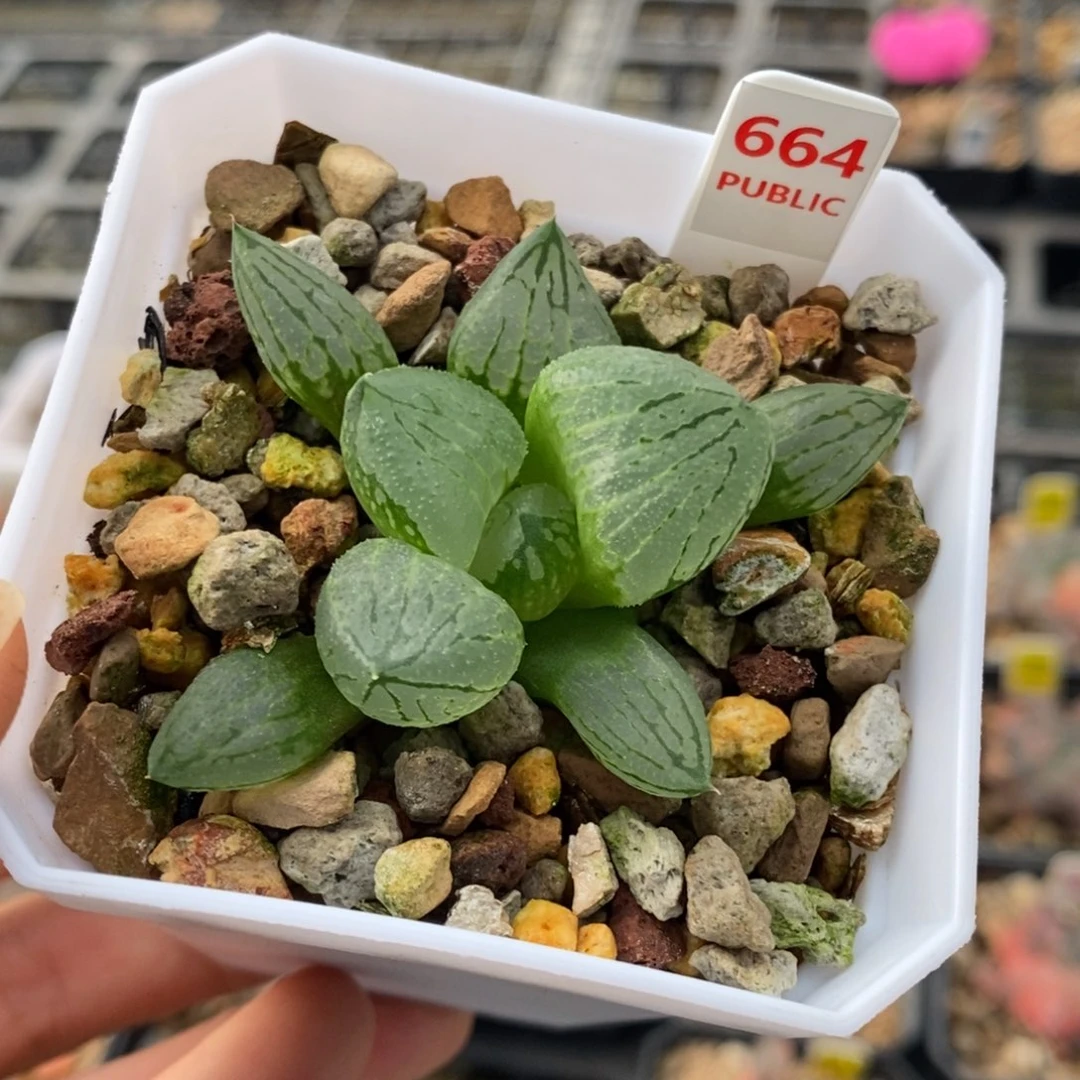 664号虞美人多肉植物