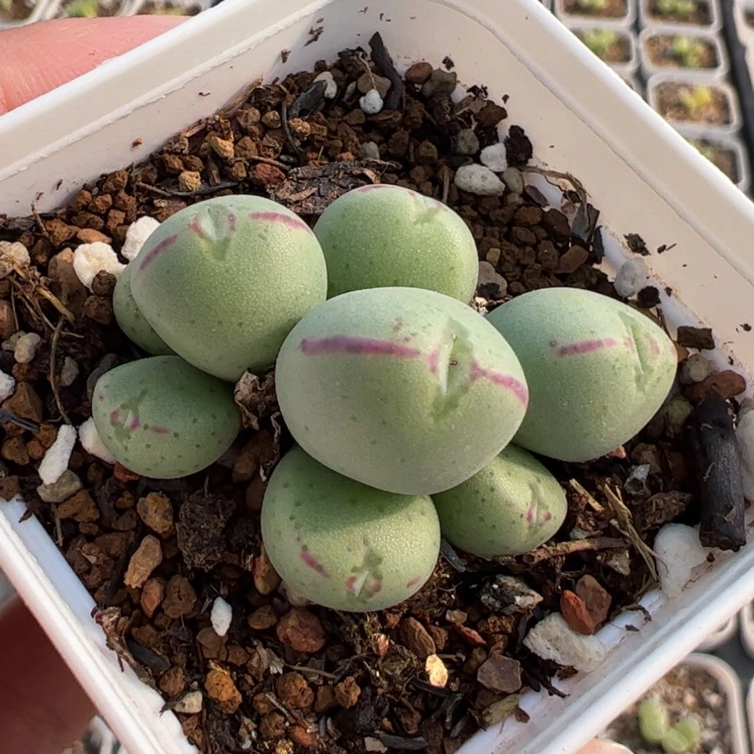 057多肉植物组合