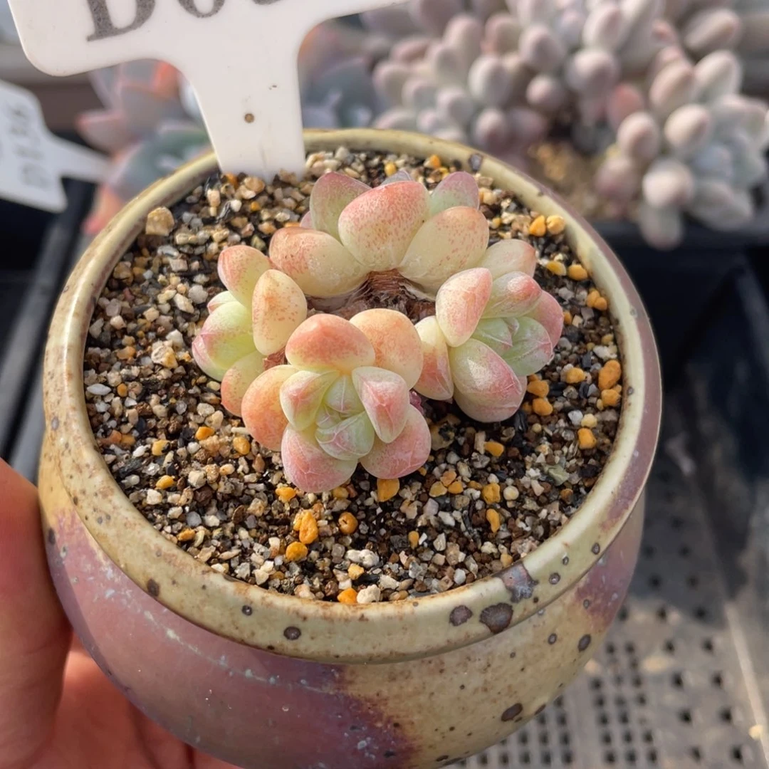 邪***嘎058冰玉不带盆5厘米