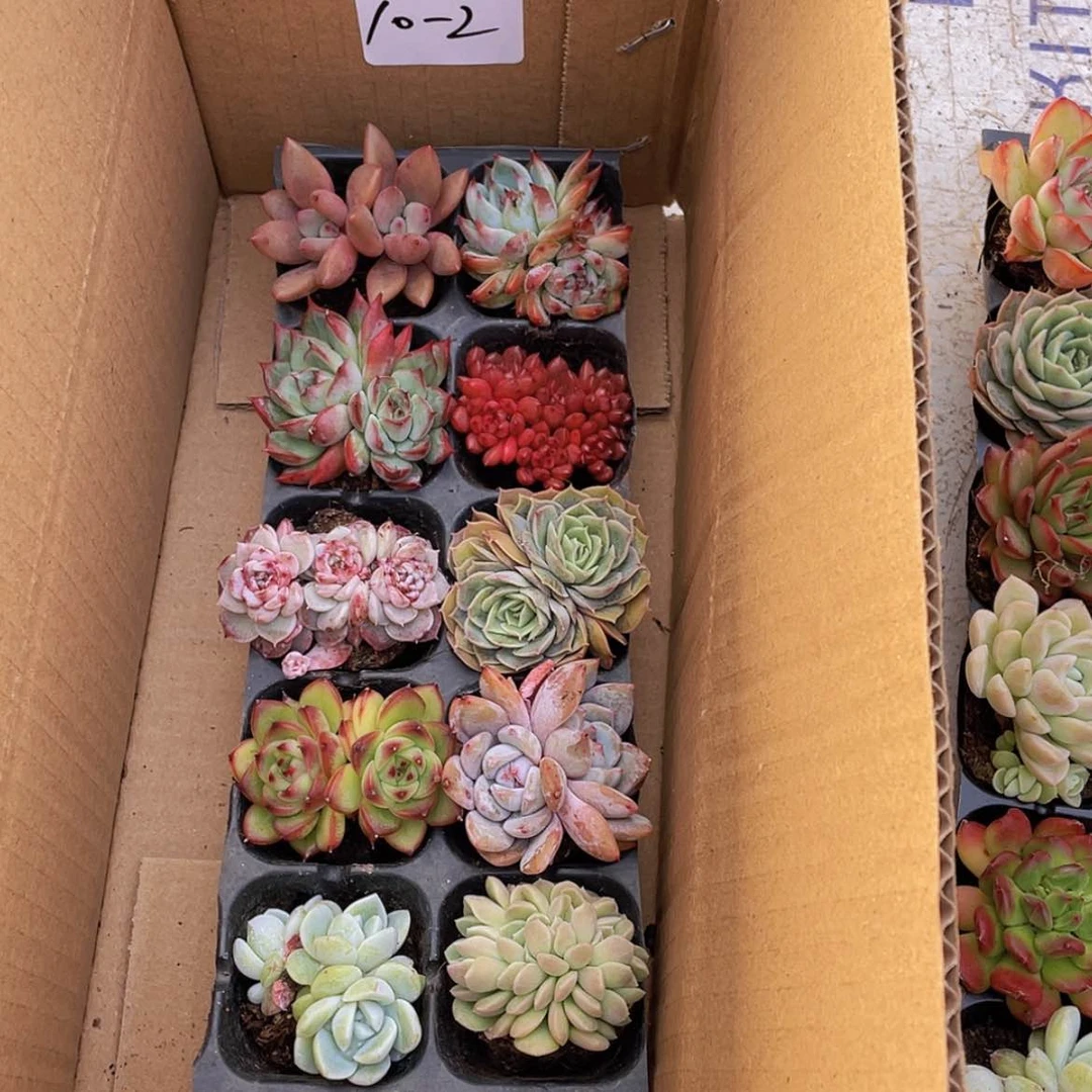 【闪购商品】10颗-2号约4厘米