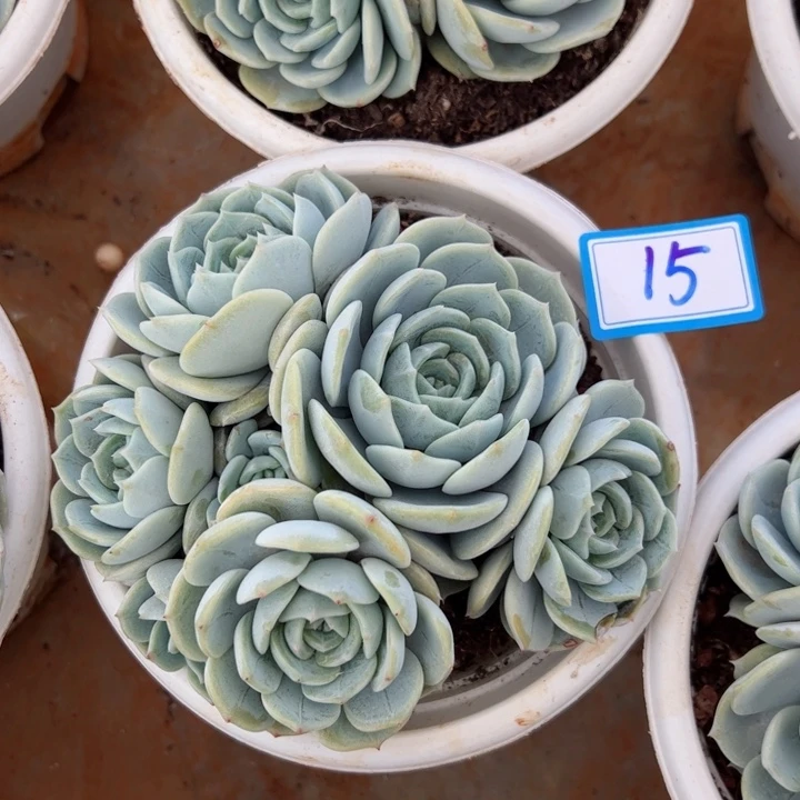 15劳林平平安安健健康康