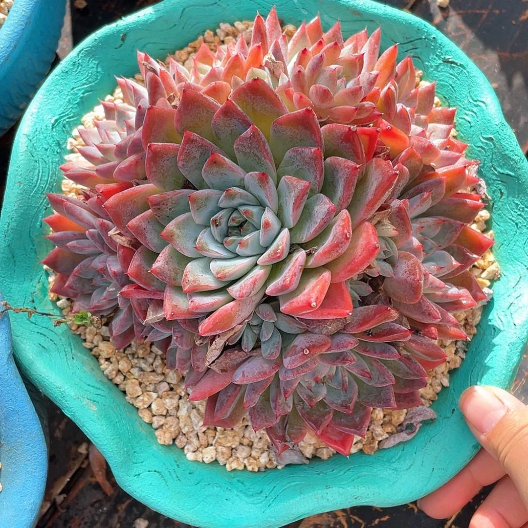 多肉植物一物一拍