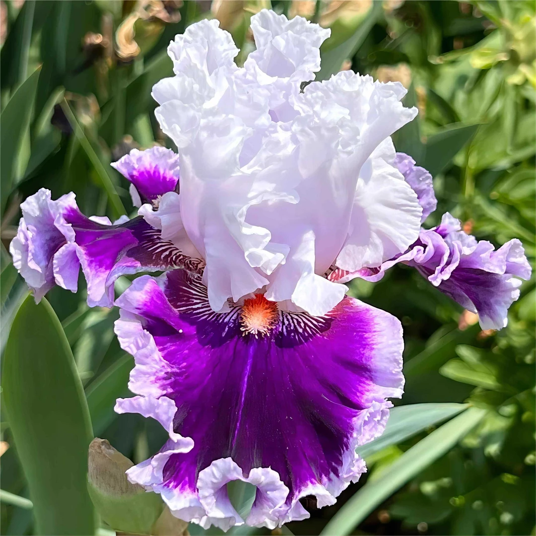 进口鸢尾种球多年生德国鸢尾花苗耐旱寒阳台盆栽庭院地栽花卉植物