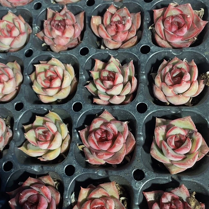 小宝莲灯1元带土发