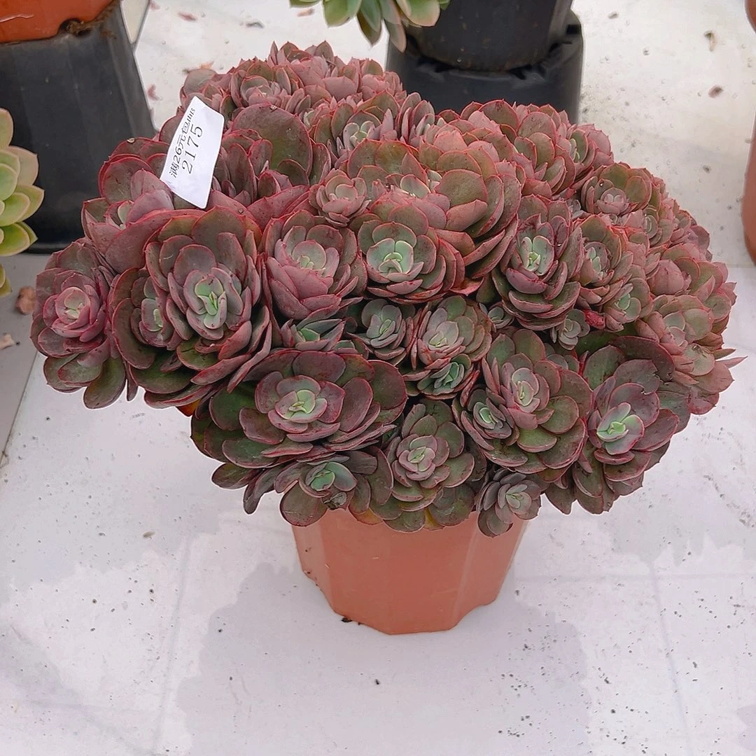 小***兵2175秀妍多肉植物