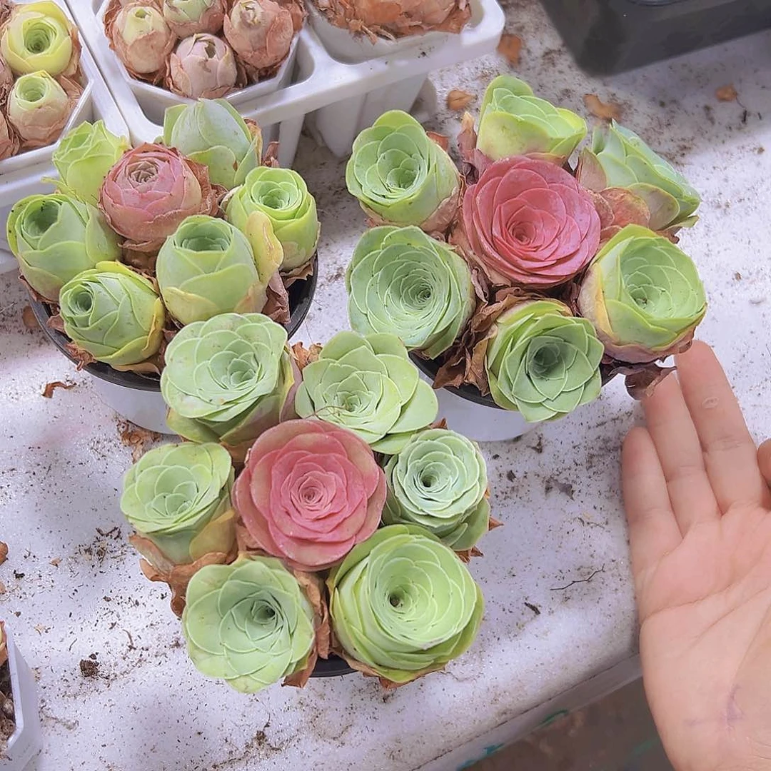 9厘米盆七龙珠3盆组合