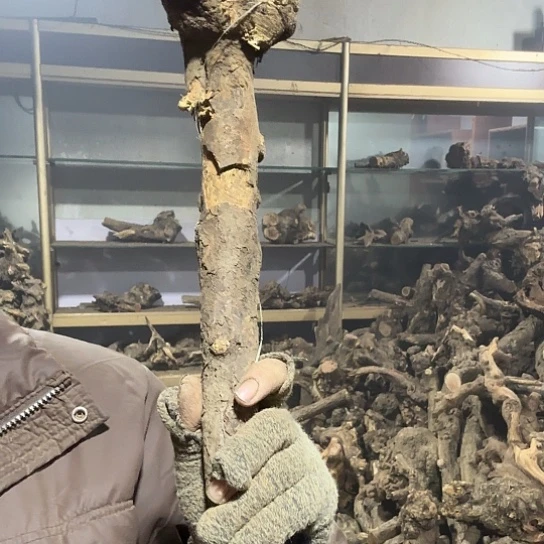 香榧木二**说火琉璃毛料摆件