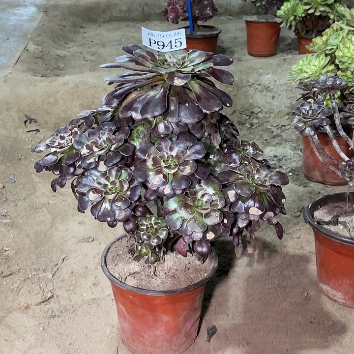 945黑圆叶多肉植物