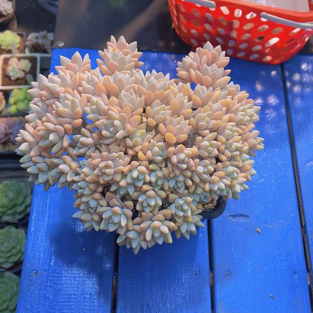 L**y淡雪，多肉植物1