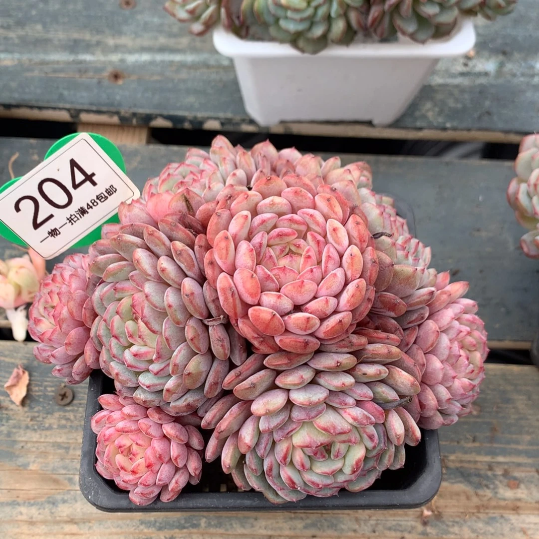 白胖子老桩9头开播福利204