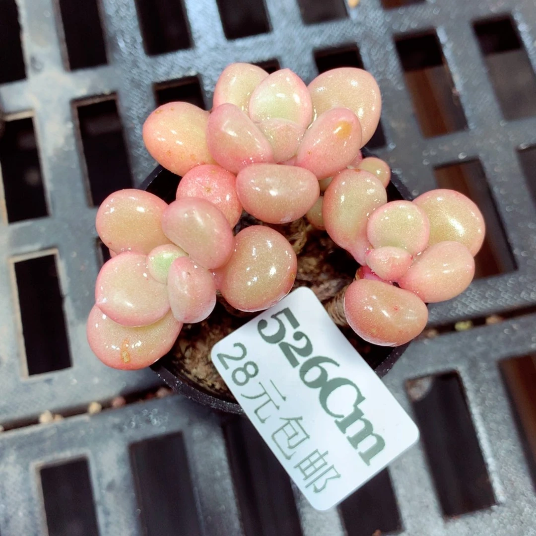 5厘米盆精控多肉526