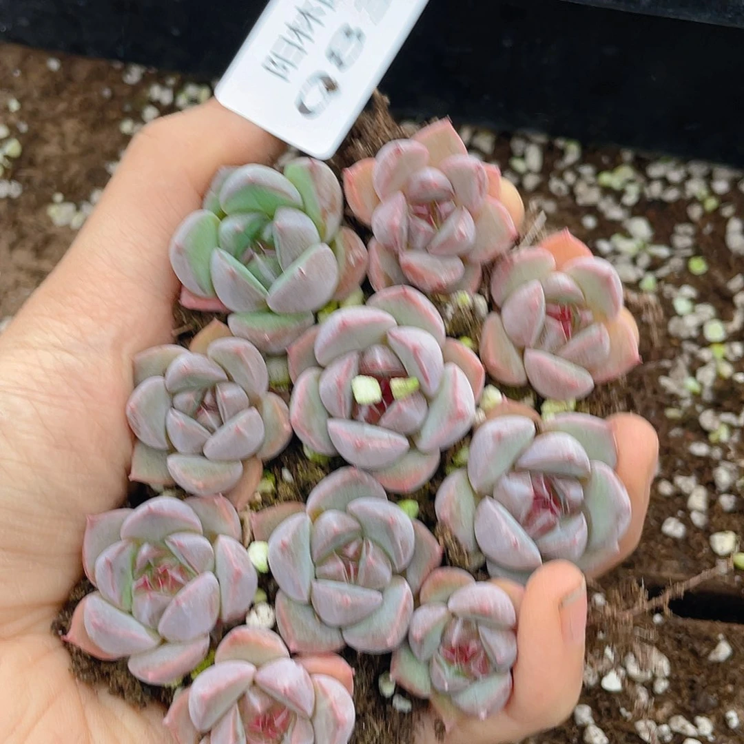 多肉植物多肉植物834